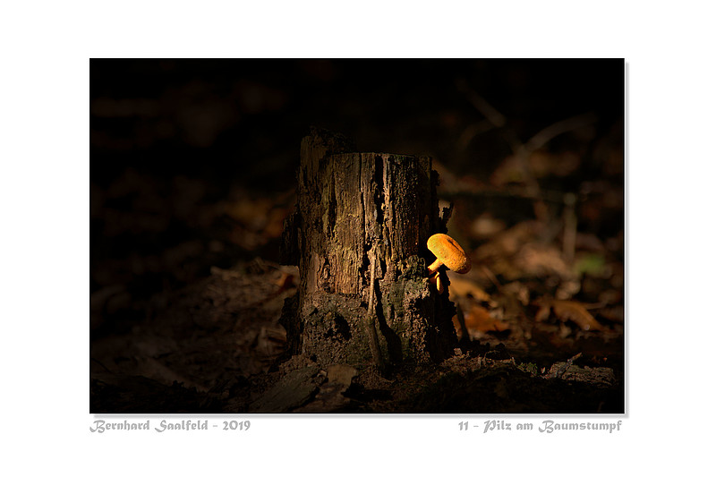 Bernhard Saalfeld - 11 - Pilz am Baumstumpf_800